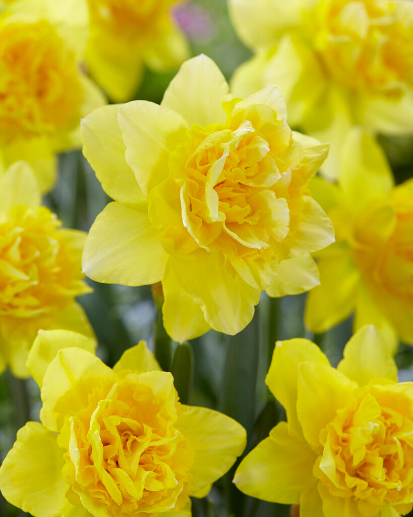 Narcissus Dick Wilden