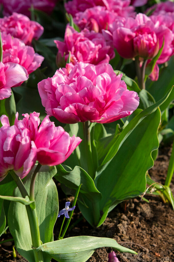 Tulipa Dior