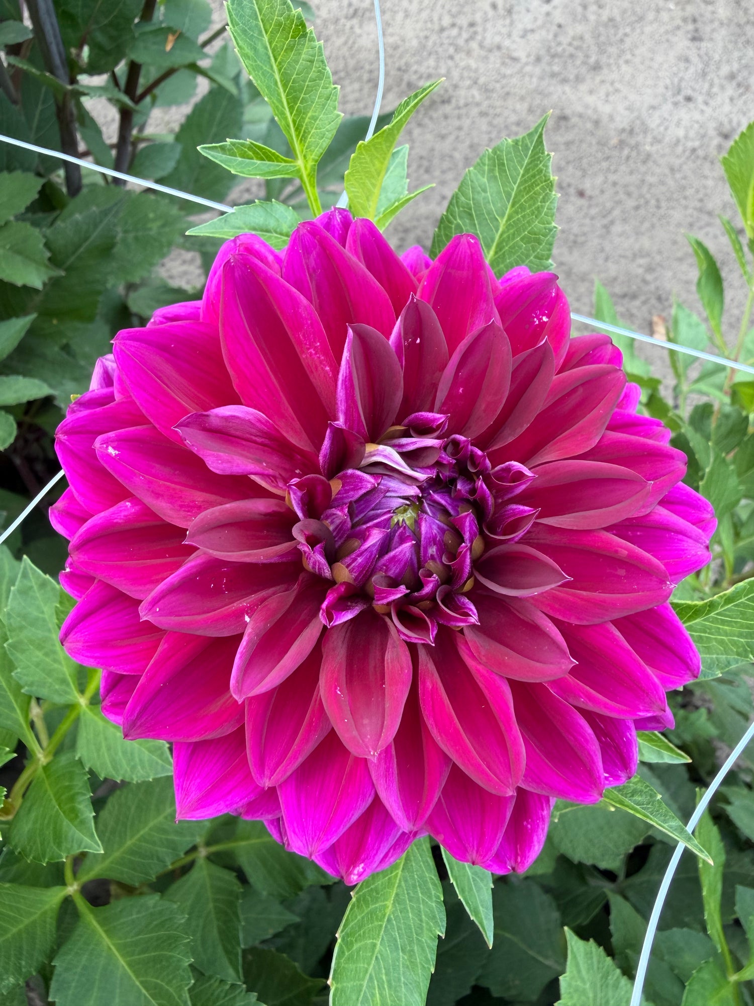 Dahlia Diva US