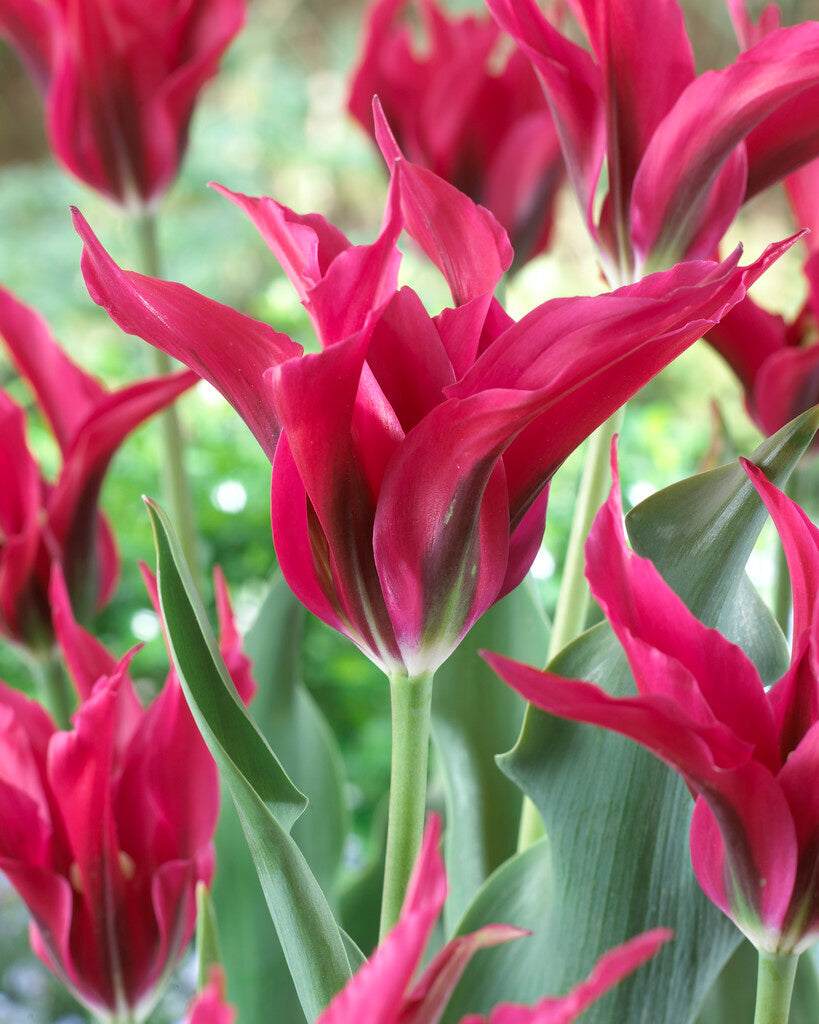 Tulipa Doll's Minute