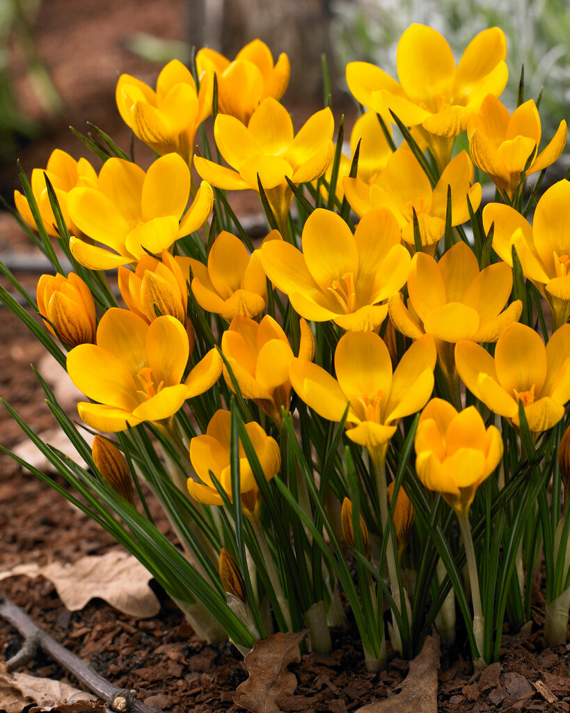 Crocus Dorothy
