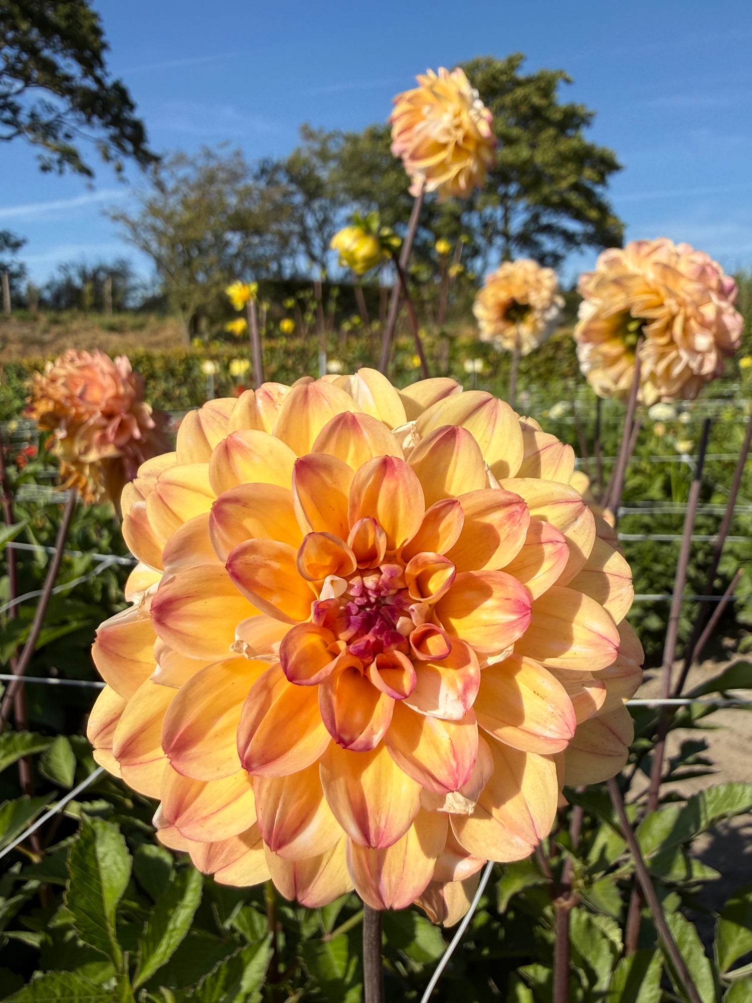 Dahlia Double Jill