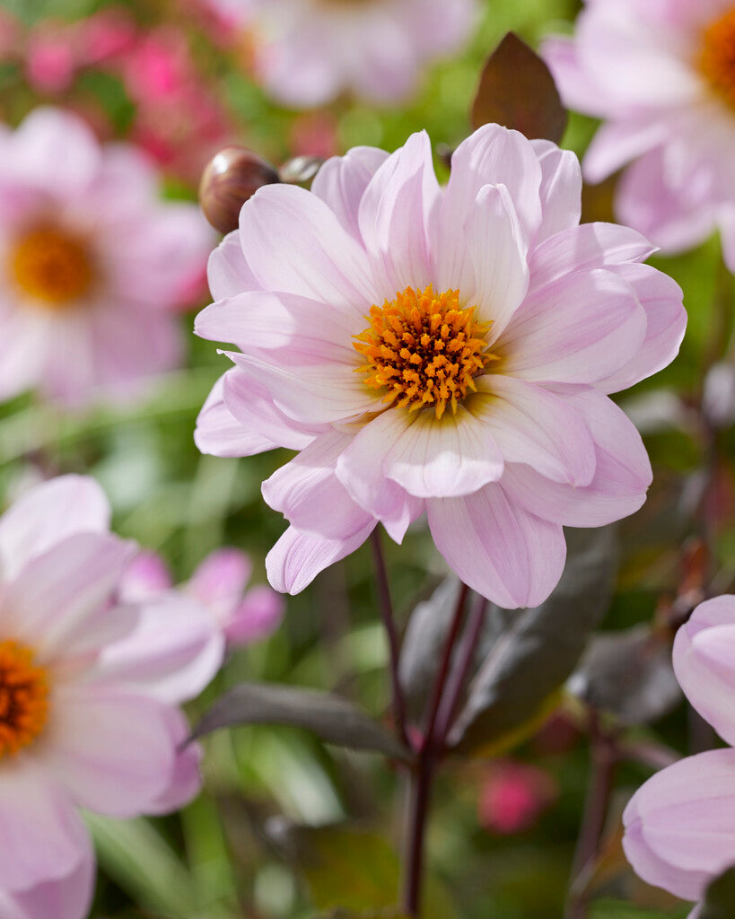 Dahlia Bishop of Dover