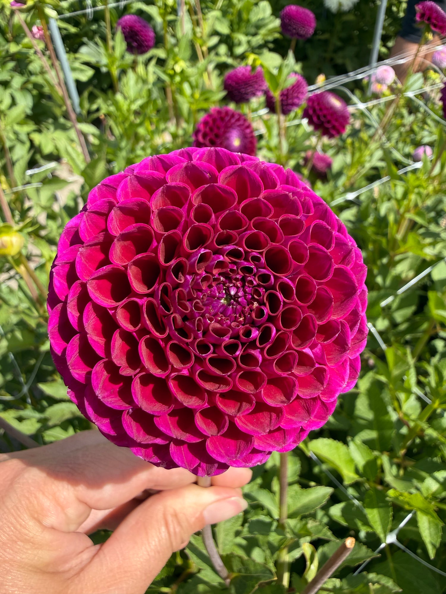 Dahlia Downham Royal
