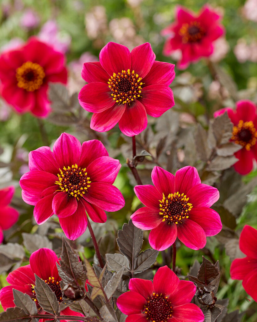 Dahlia Dracula