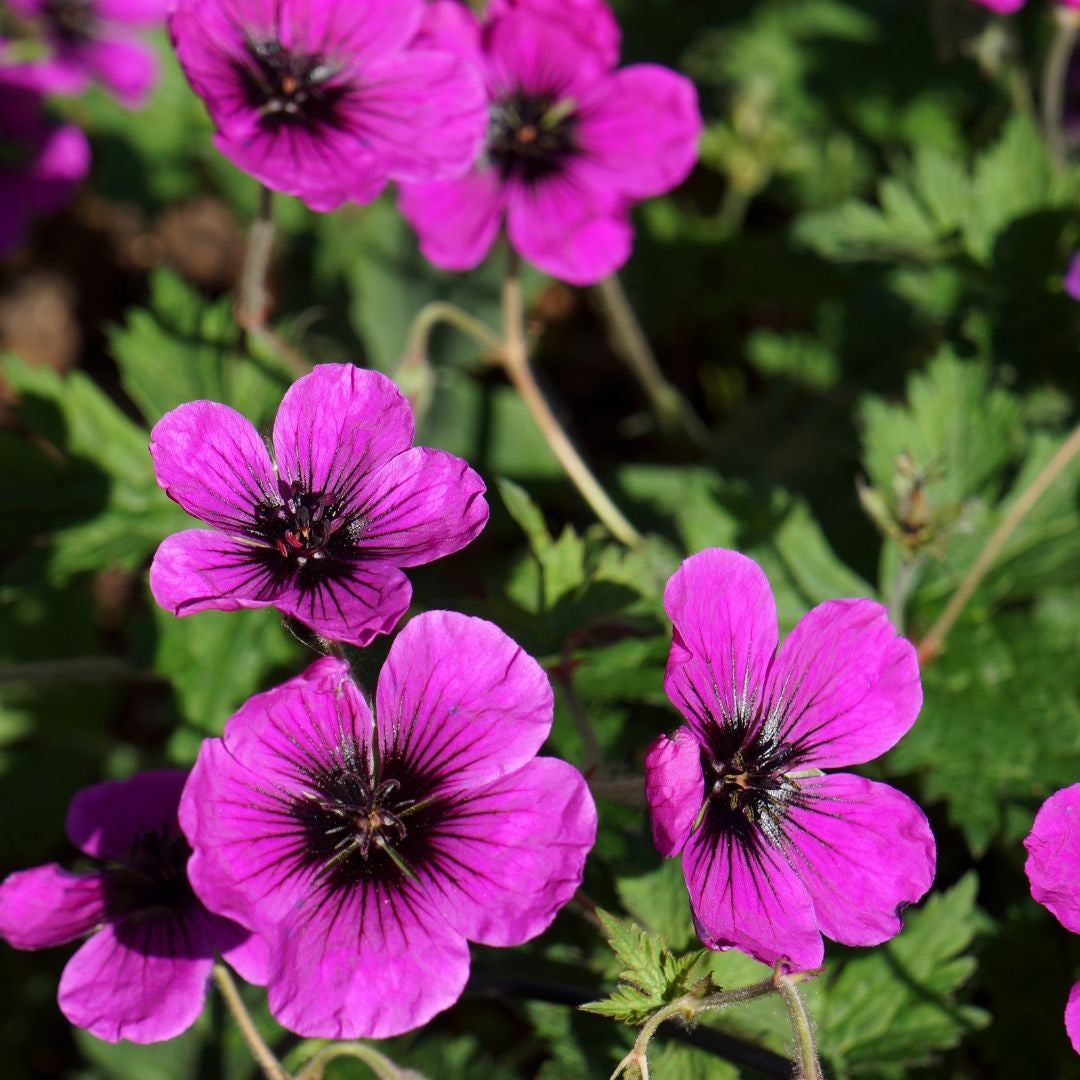 Geranium Dragon Heart