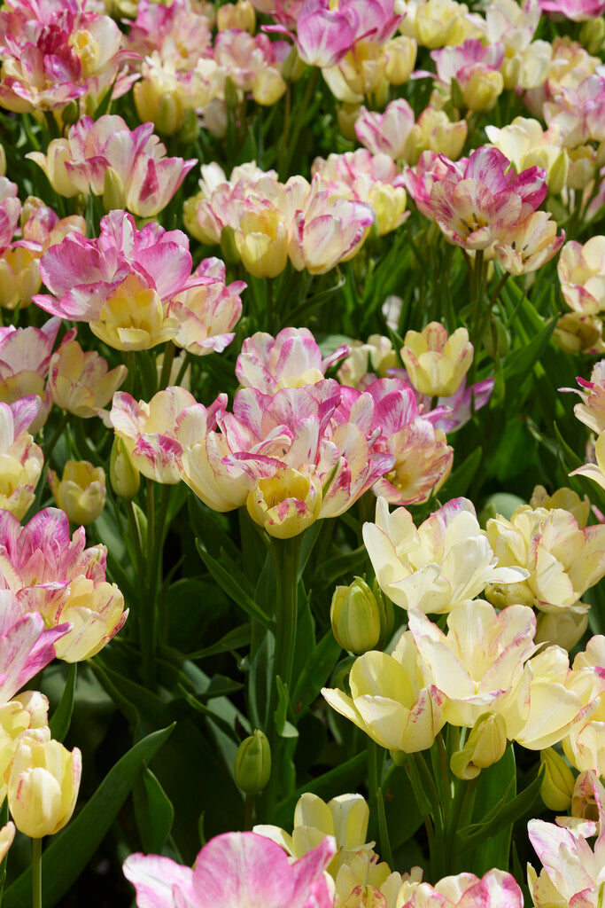 Tulipa Dream Club