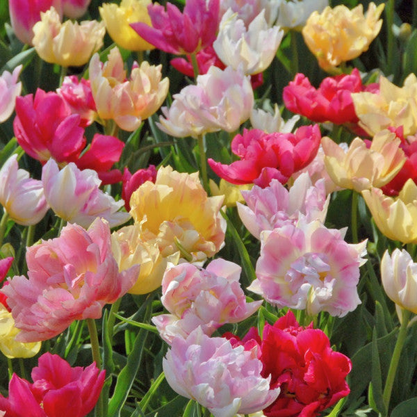 Tulpe Doppel Gemischt