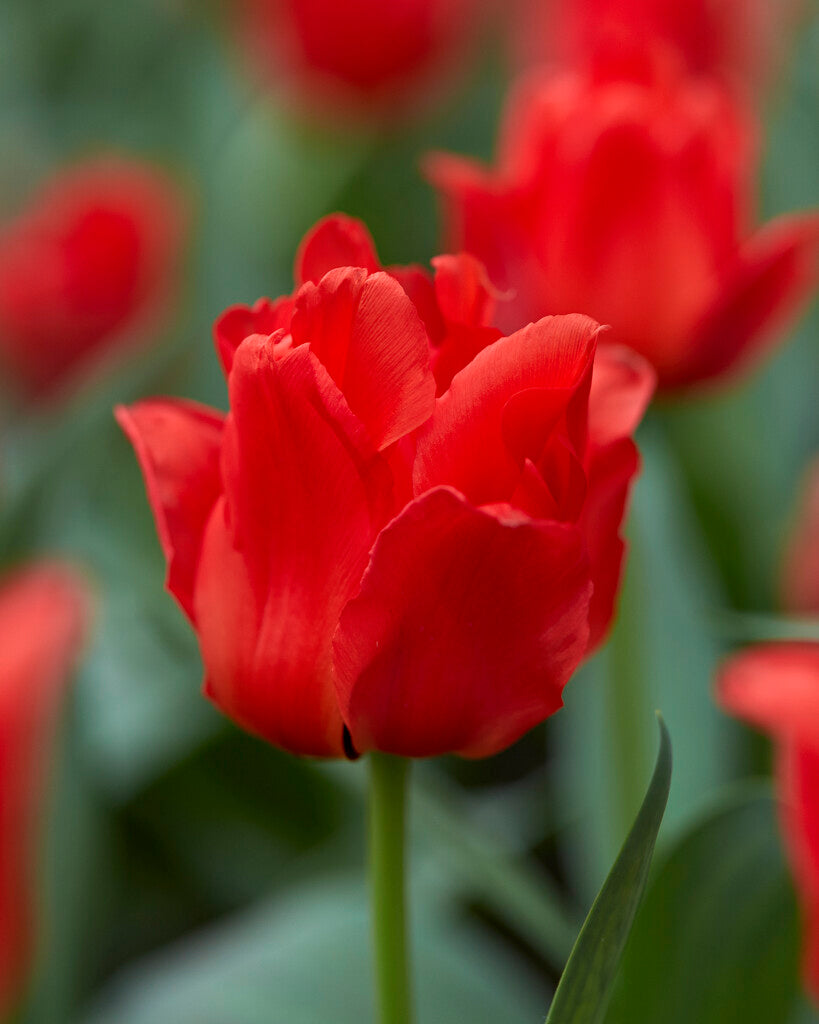 Tulipa Dubbele Roodkapje