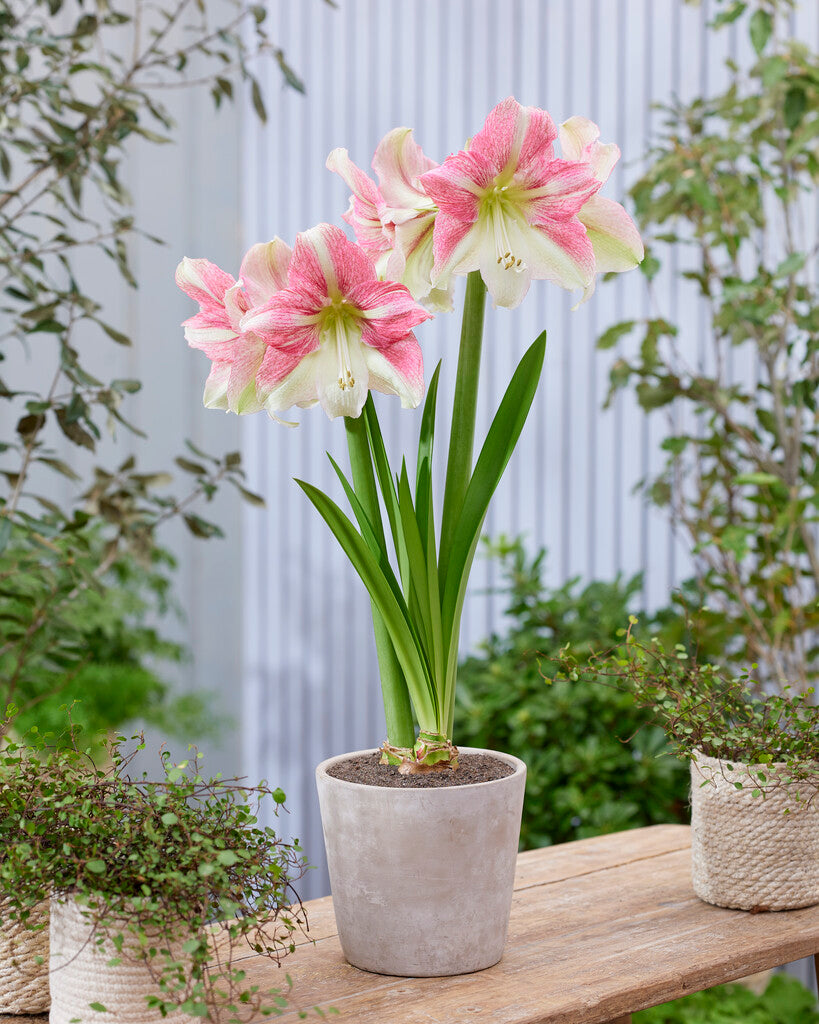 Amaryllis Duet Candy
