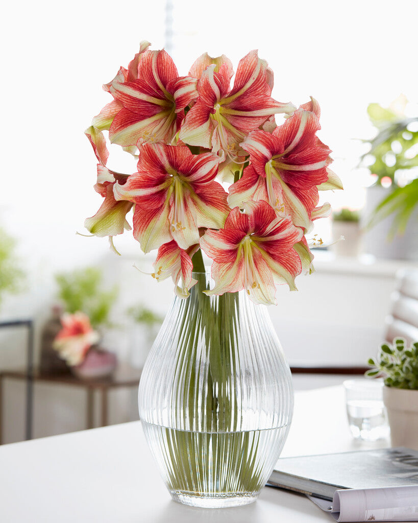 Amaryllis Duet Dream