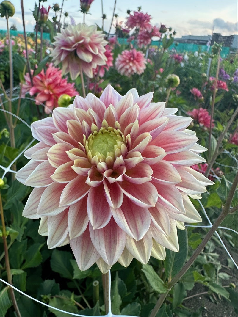 Dahlia Dusty Beauty