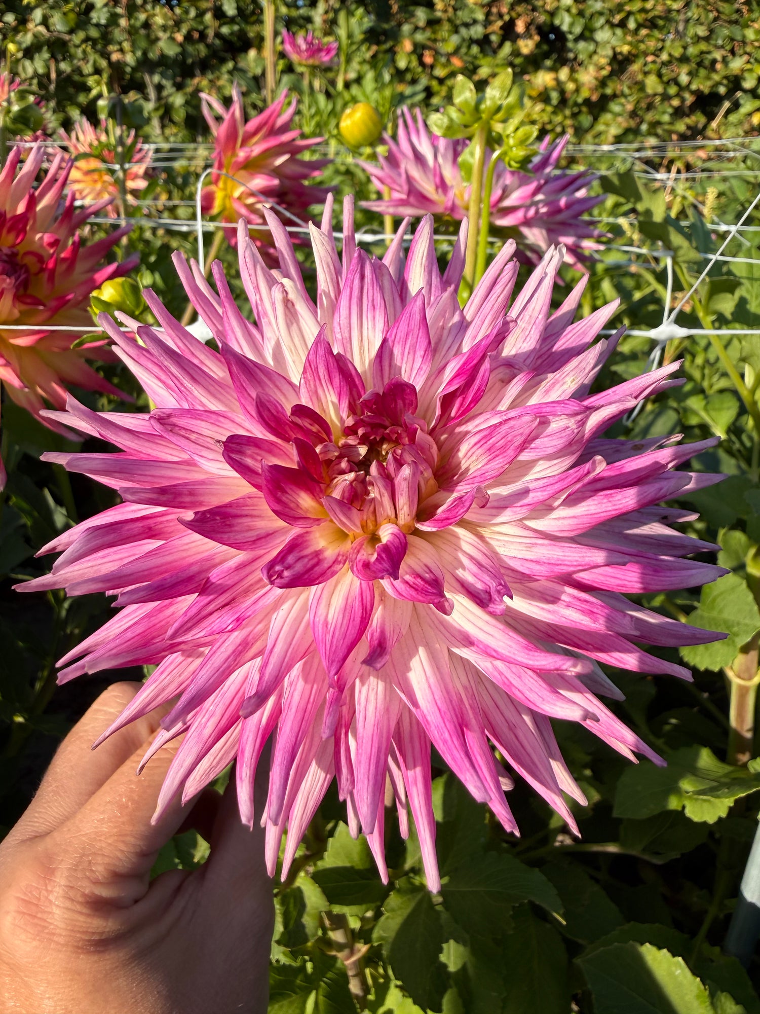 Dahlia Dutch Explosion