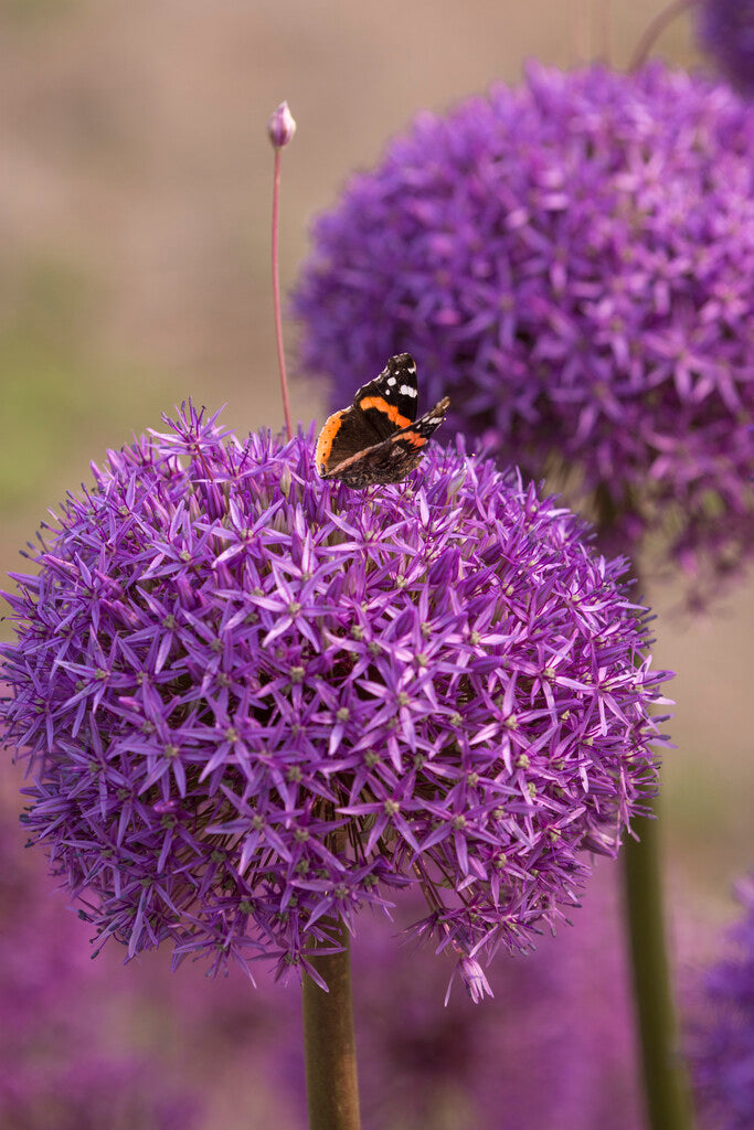 Allium Dutchman