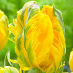 Tulipa Eagle Wings