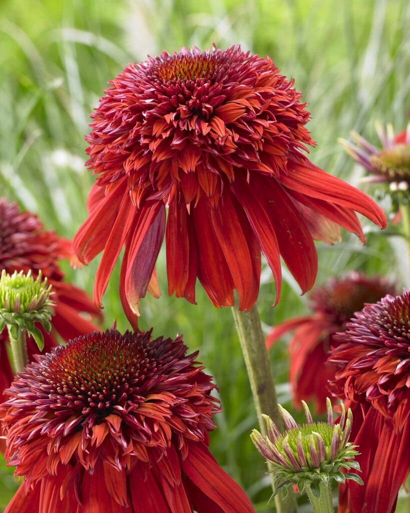 Echinacea Exzentrisch