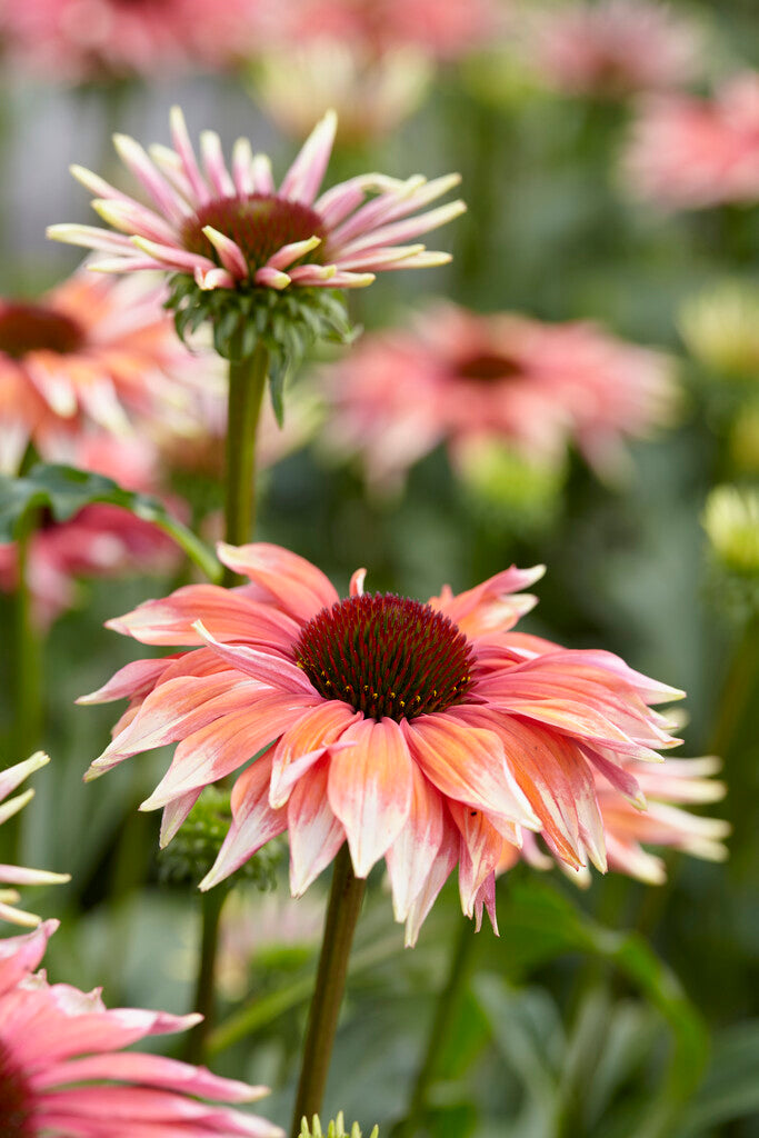Echinacea Playful Meadow Mama