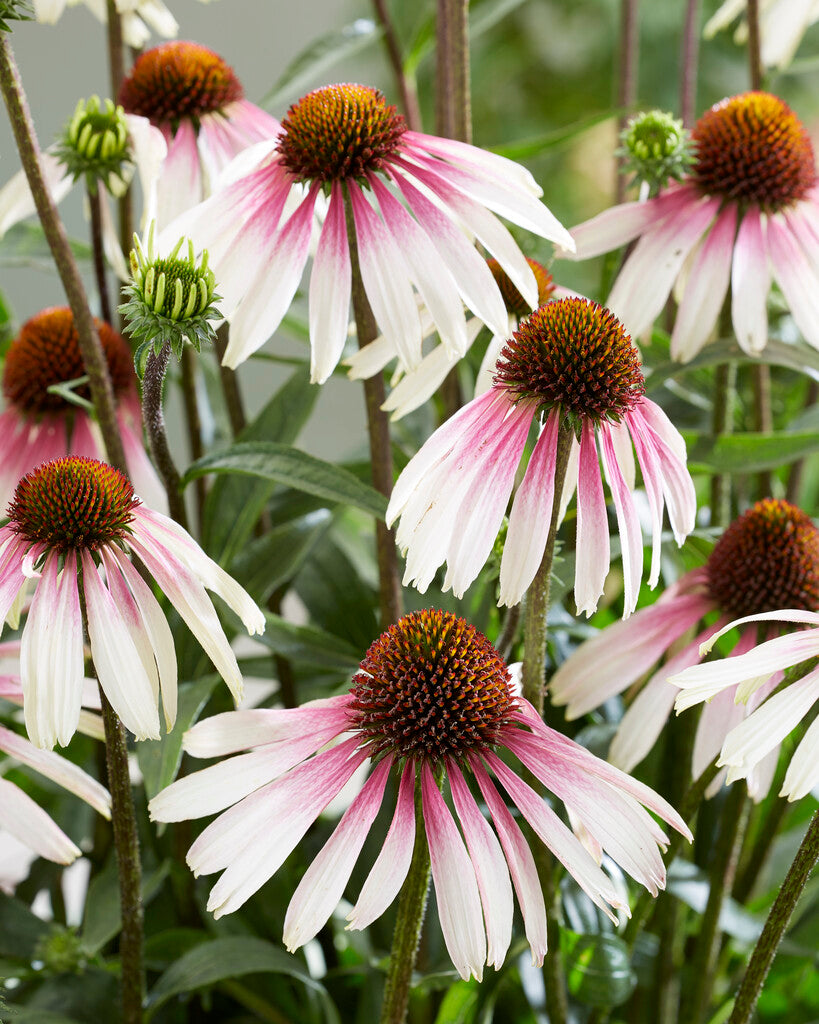 Echinacea Pretty Parasols