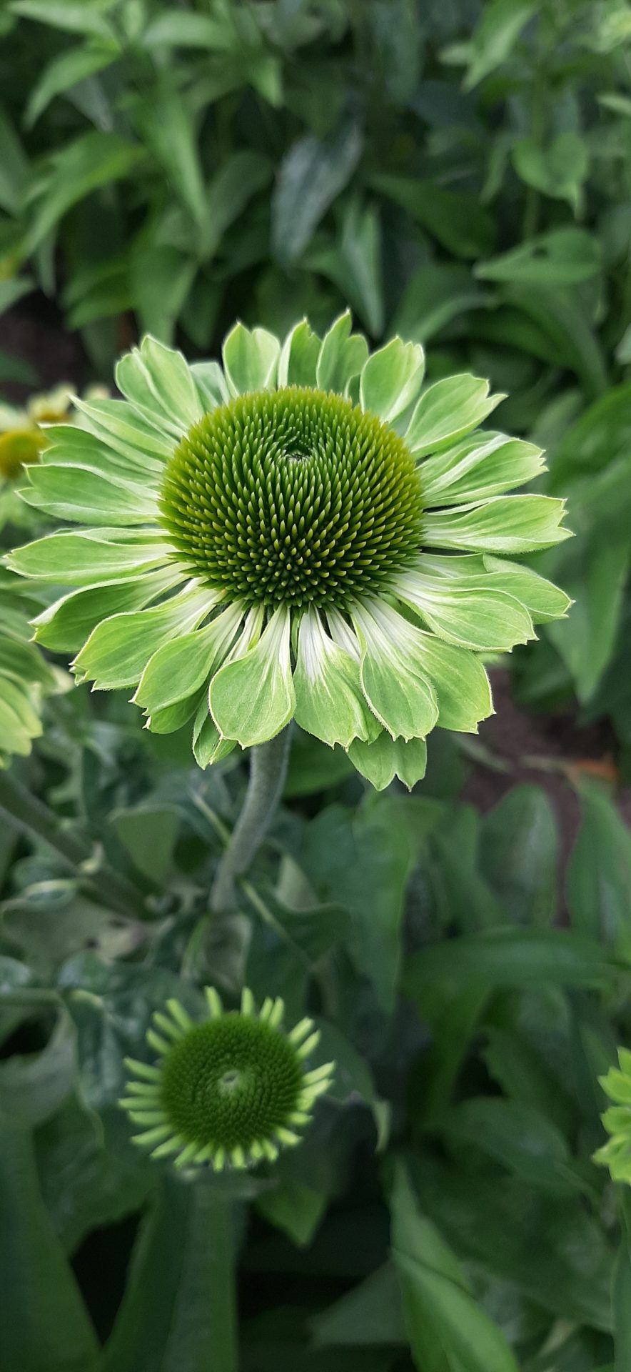 Echinacea Alans Pride XL