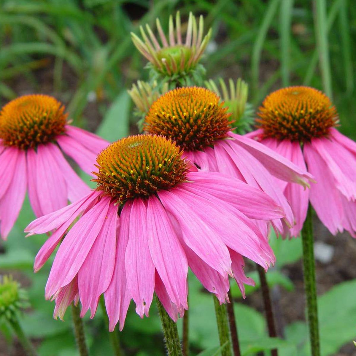 Echinacea purpurea Bravado XL