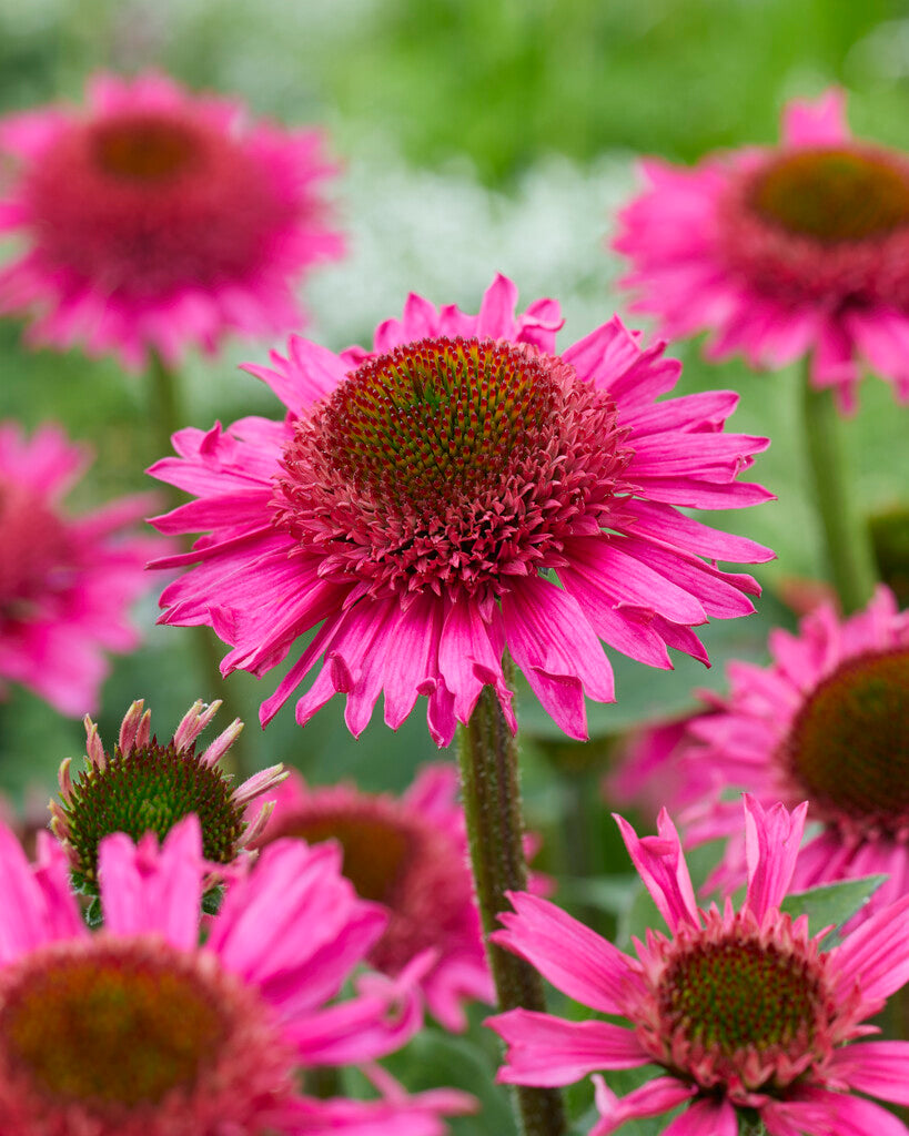 Echinacea Delicious Candy