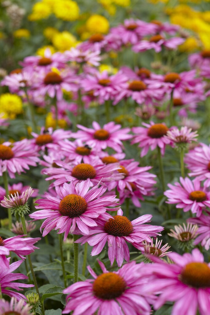 Echinacea Magnus