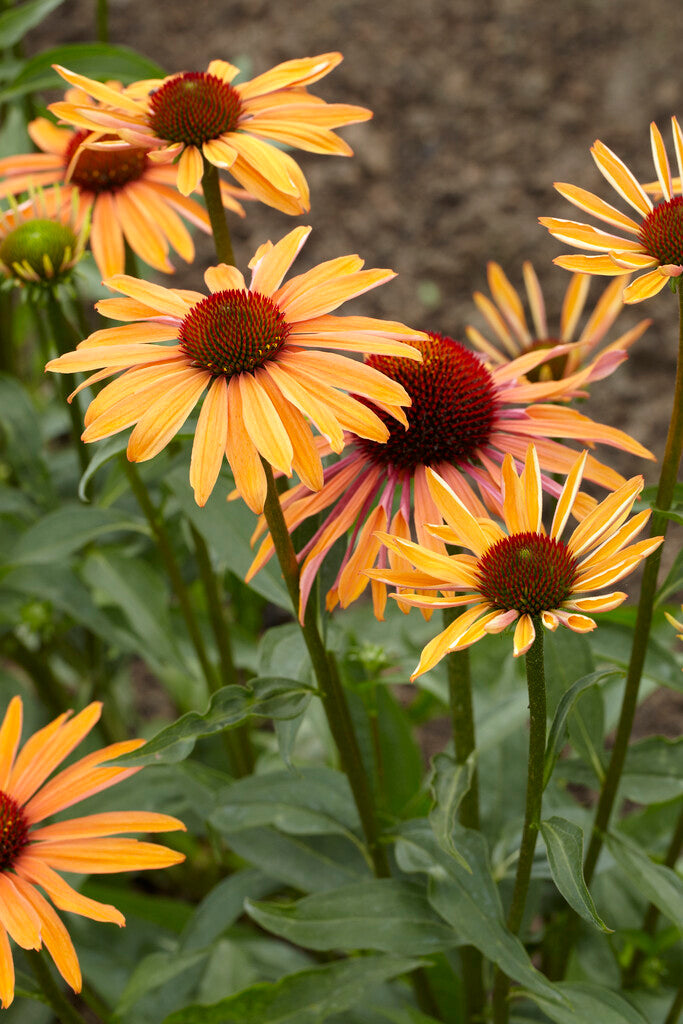 Echinacea Orange Passion