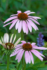 Echinacea purpurea Rubinstern XL