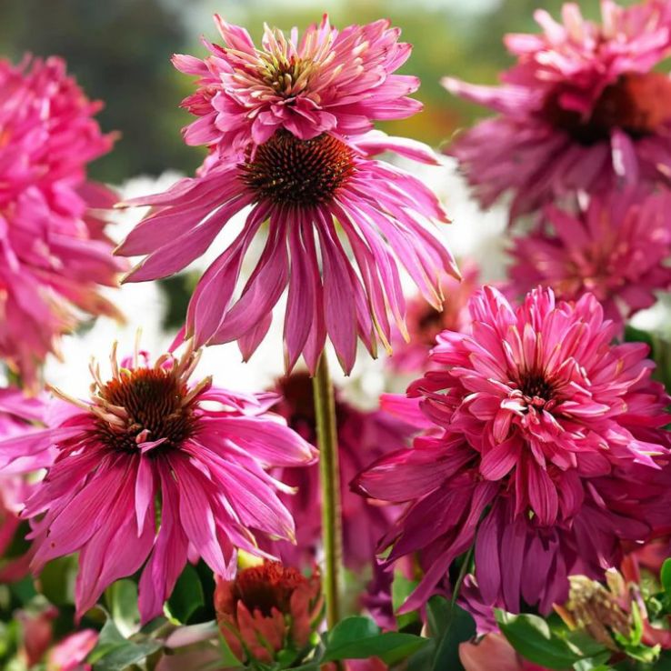Echinacea Super Duper XL