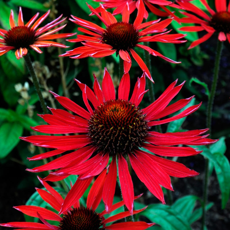 Echinacea Tomato Soup