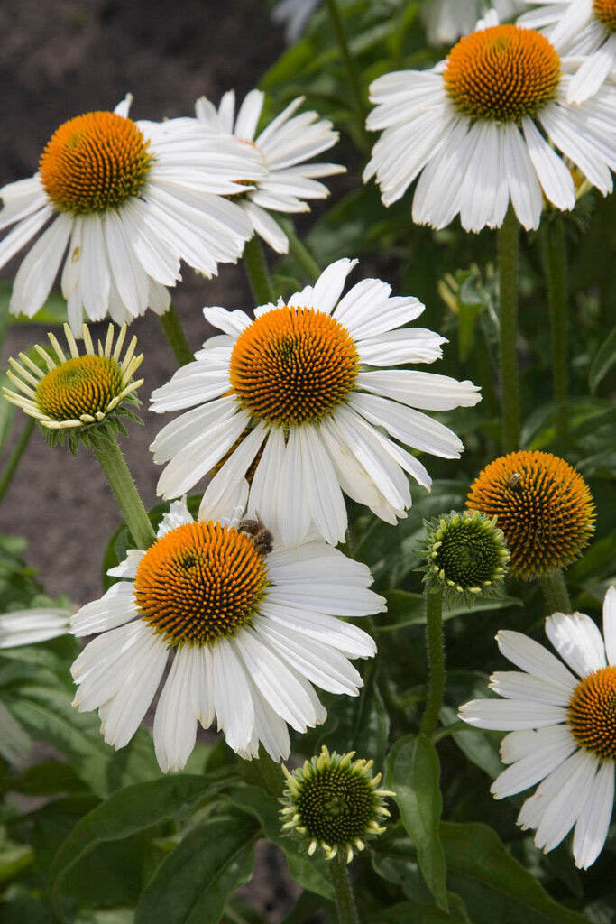 Echinacea White Meditation