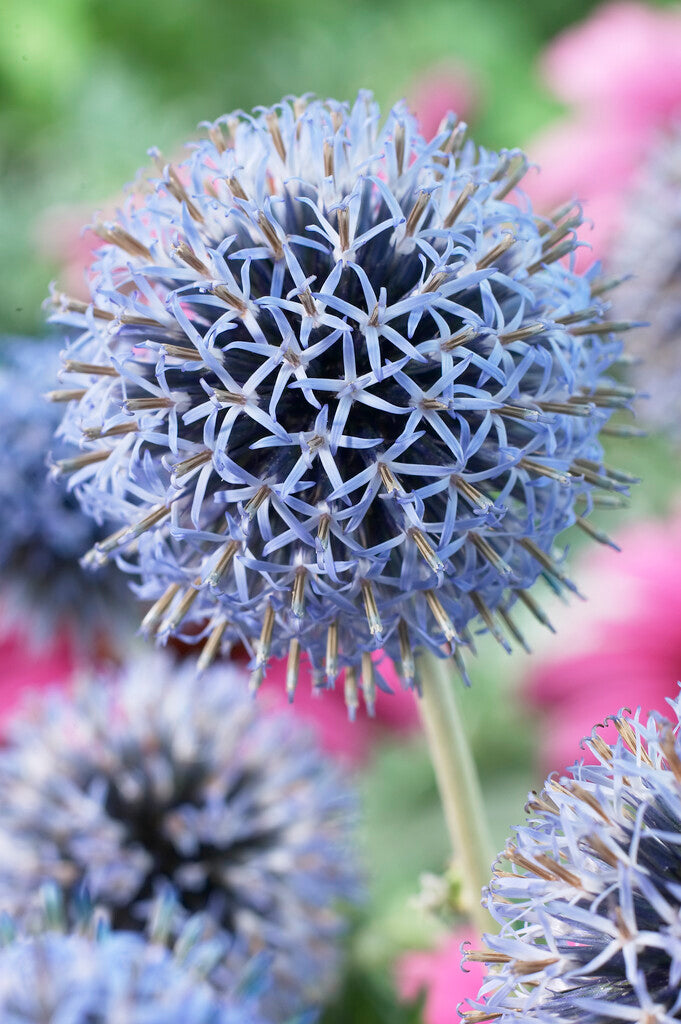 Echinops bannaticus Taplow Blue