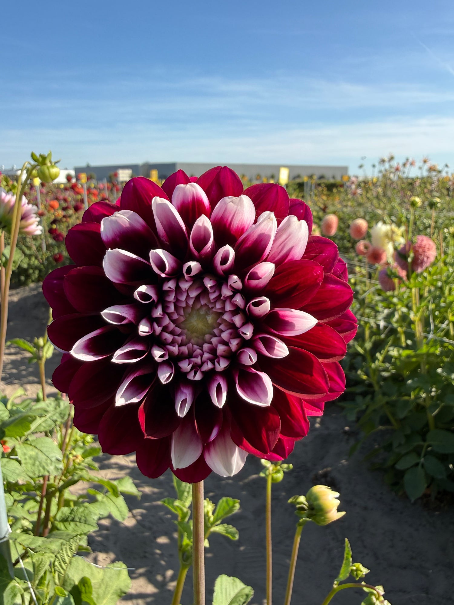 Dahlia Edinburgh