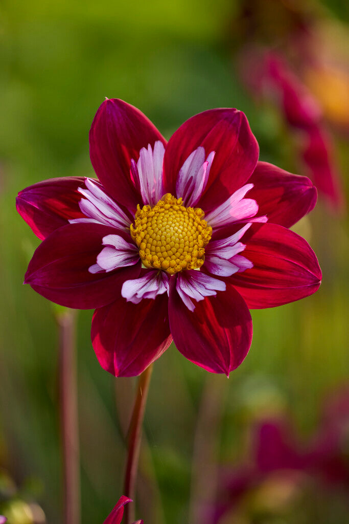 Dahlia Eefje