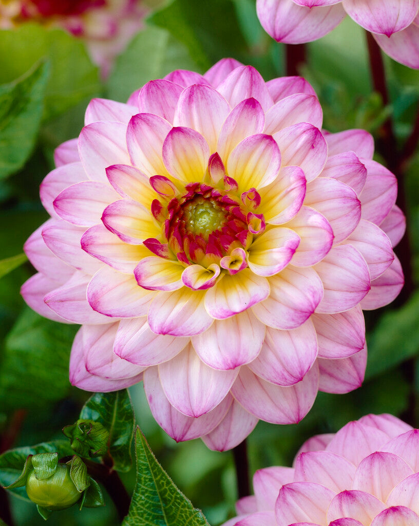 Dahlia El Paso