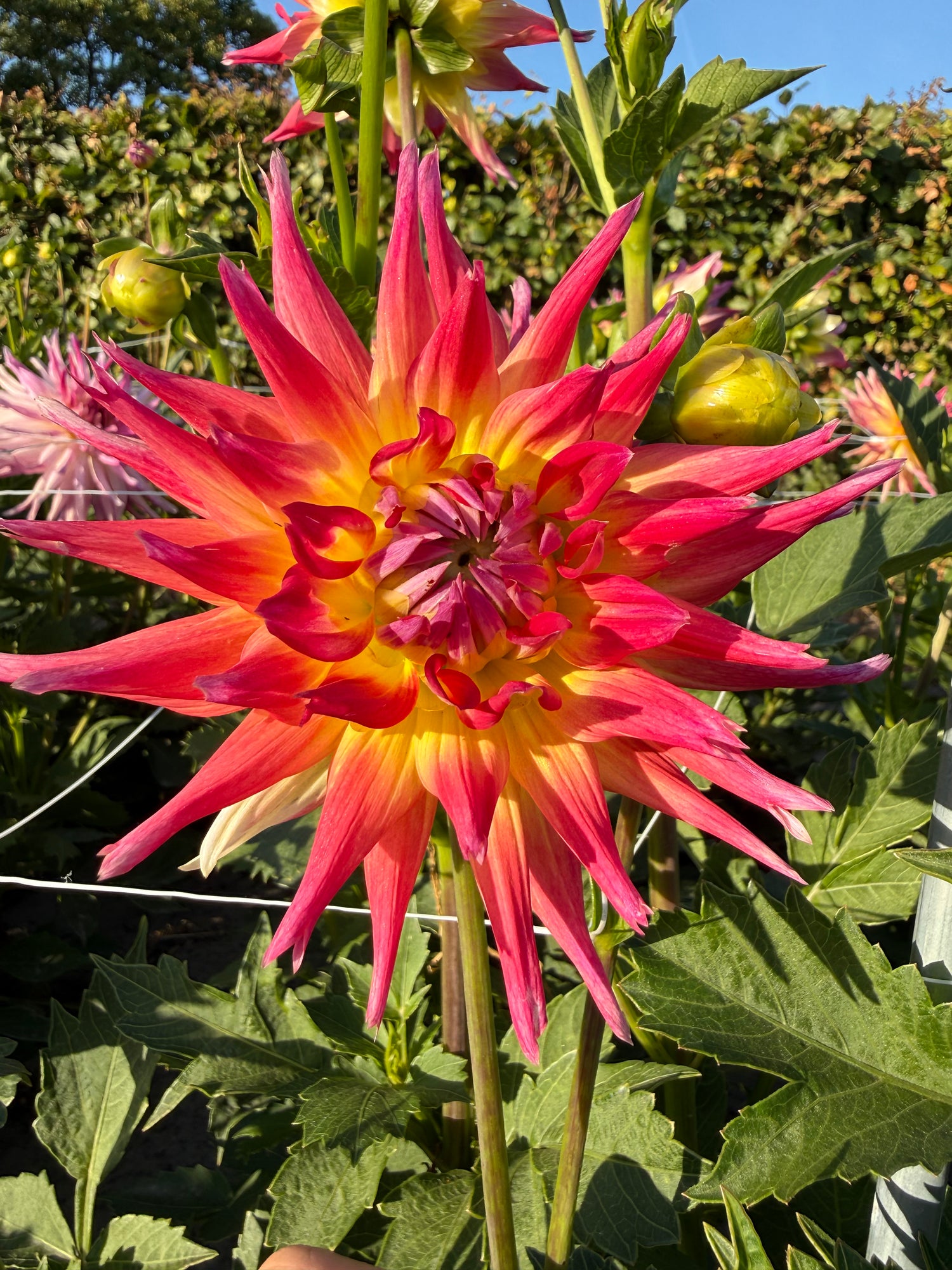 Dahlia Electric Flash