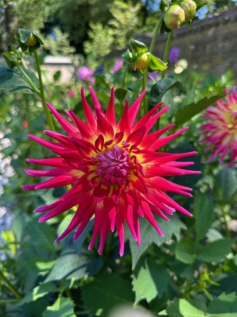 Dahlia Electric Flash