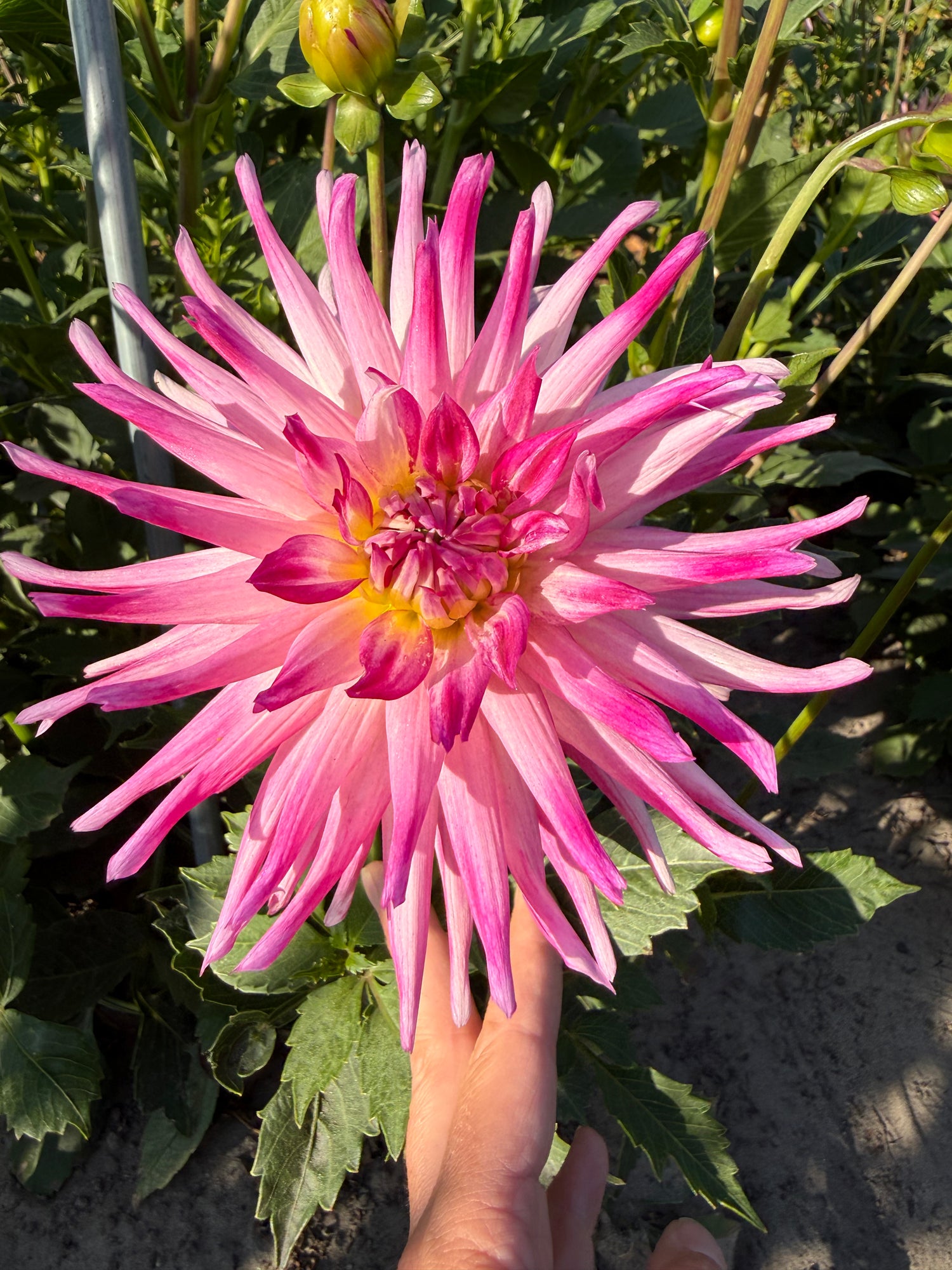 Dahlia Electric Light