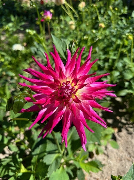 Dahlia Electric Light