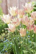 Tulipa Elegant Lady