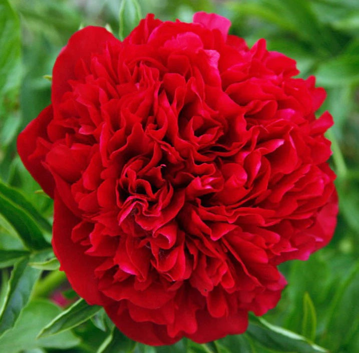 Paeonia Eliza Lundy