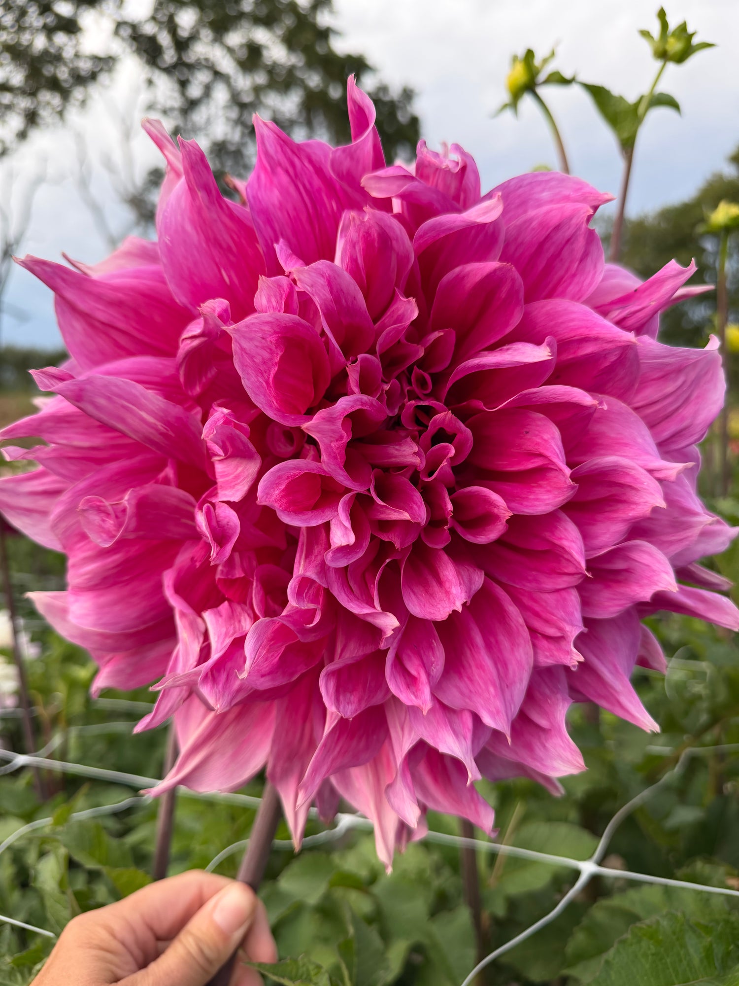 Dahlia Elma E