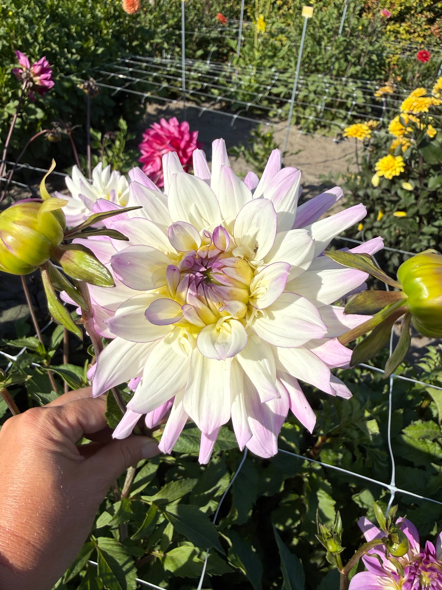 Dahlia Emory Paul
