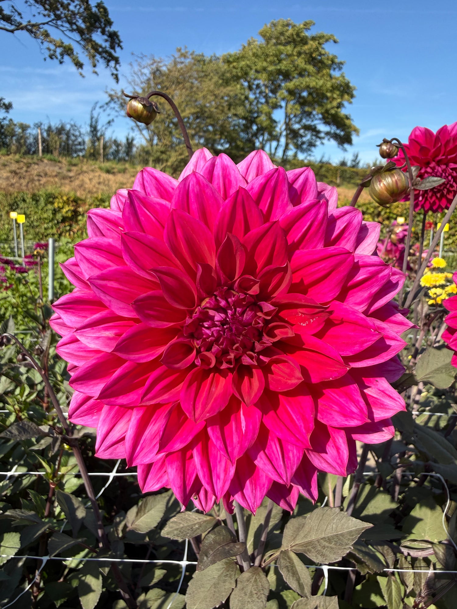 Dahlia Engelhardts Matador