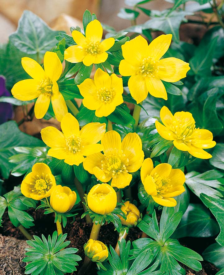 eranthis cilcia(s