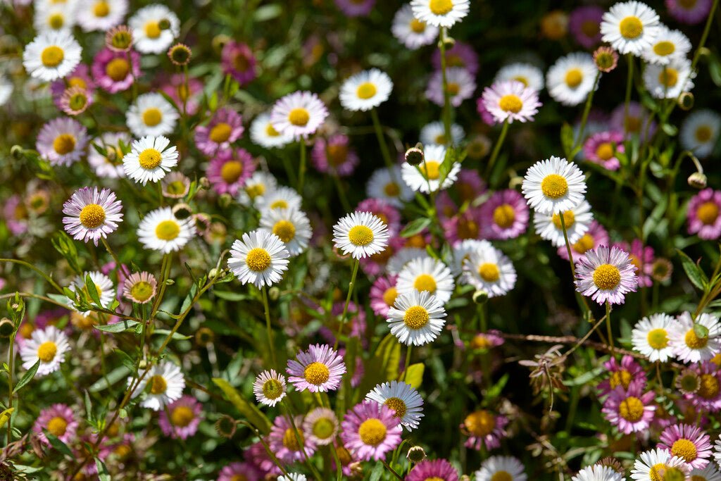 Erigeron Karvinskianus
