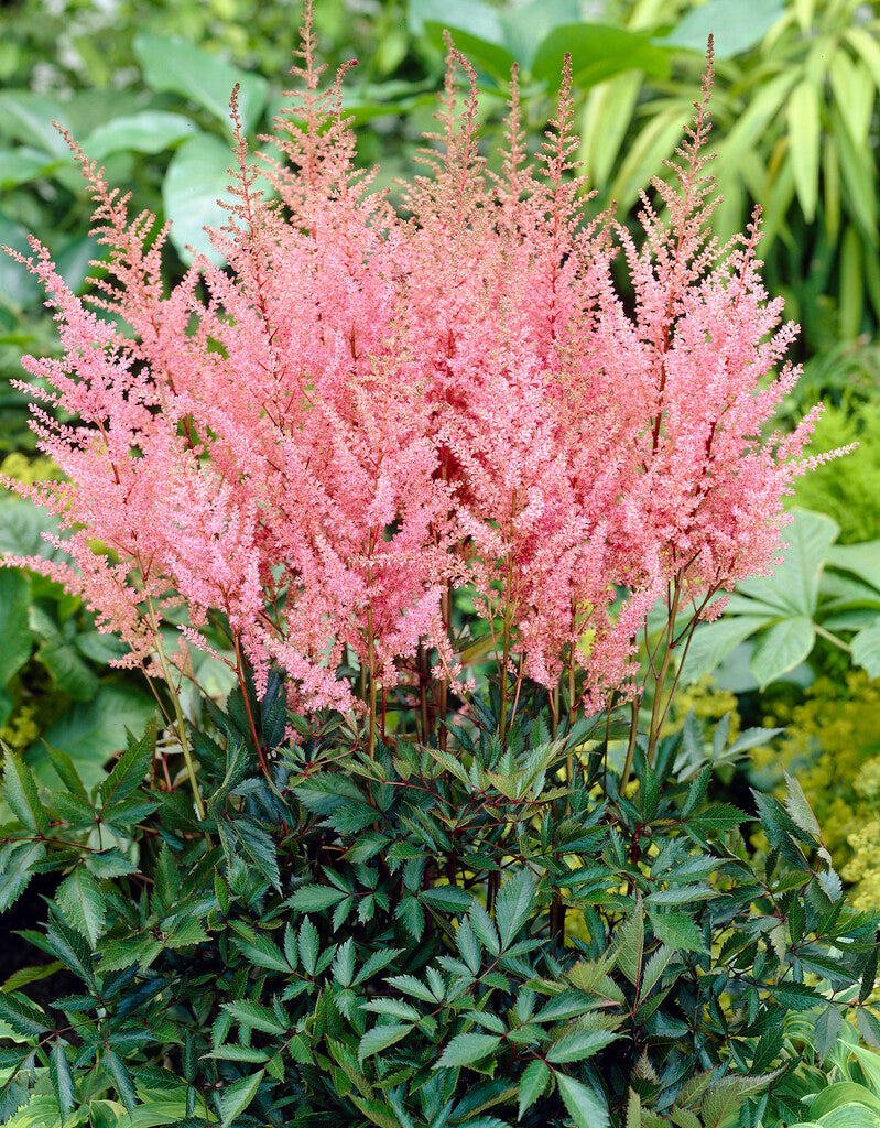 Astilbe Erika