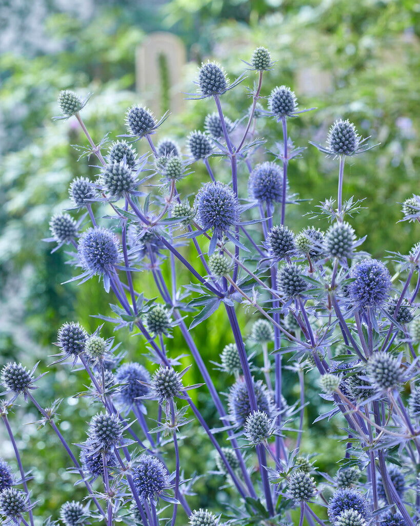Eryngium planum