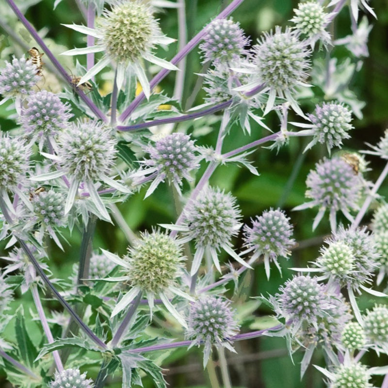 Eryngium Silber Salentino