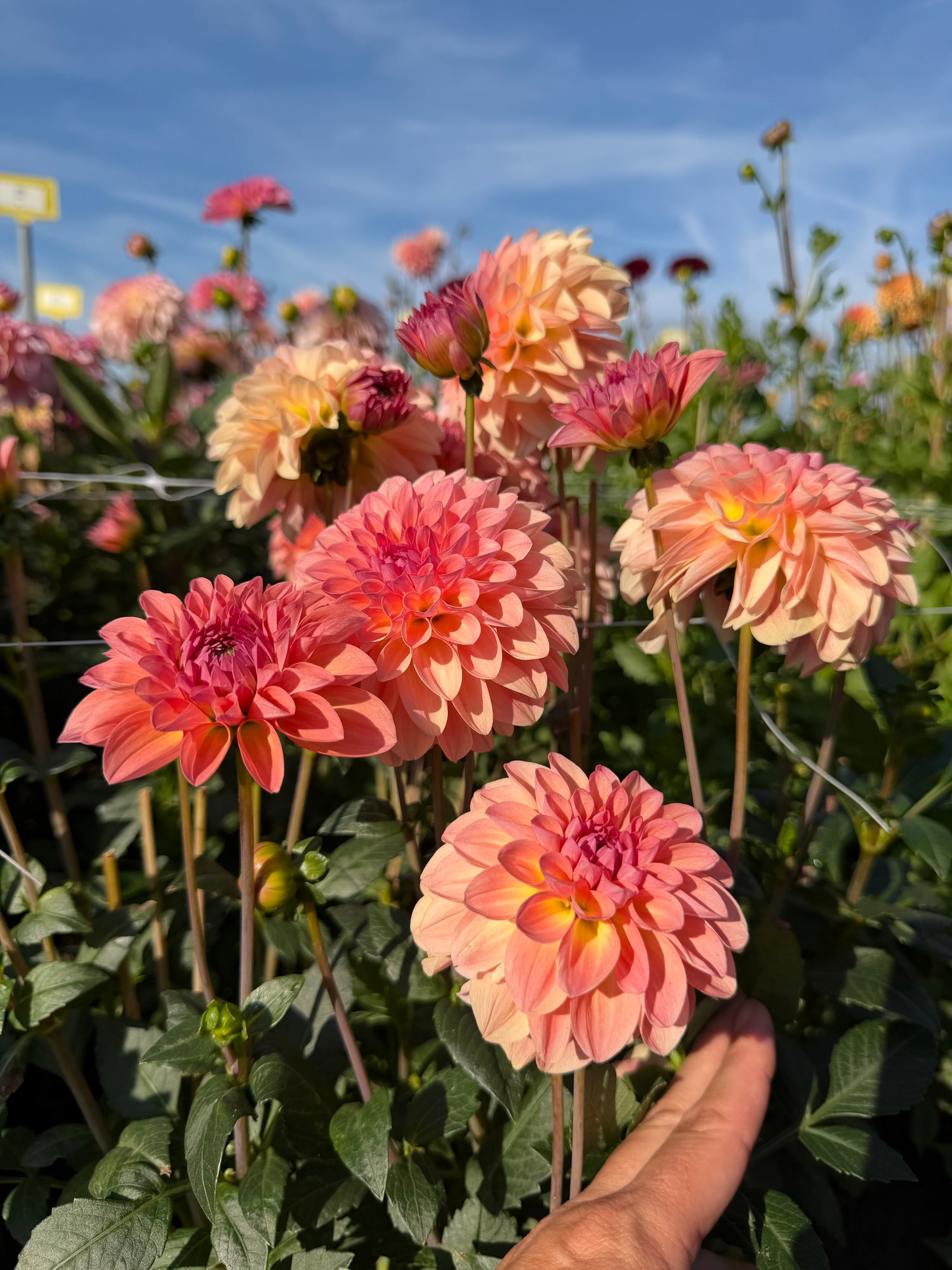 Dahlia Esli
